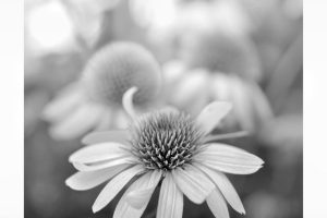 cvijet_bw