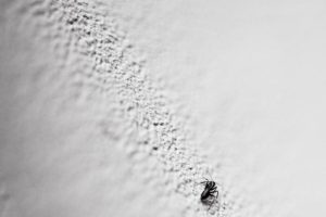NED_8135_2
