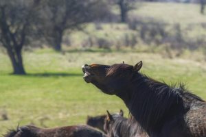 IMG_3284konj